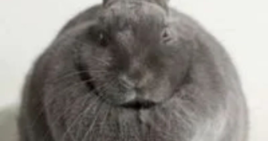 Bunny Captions