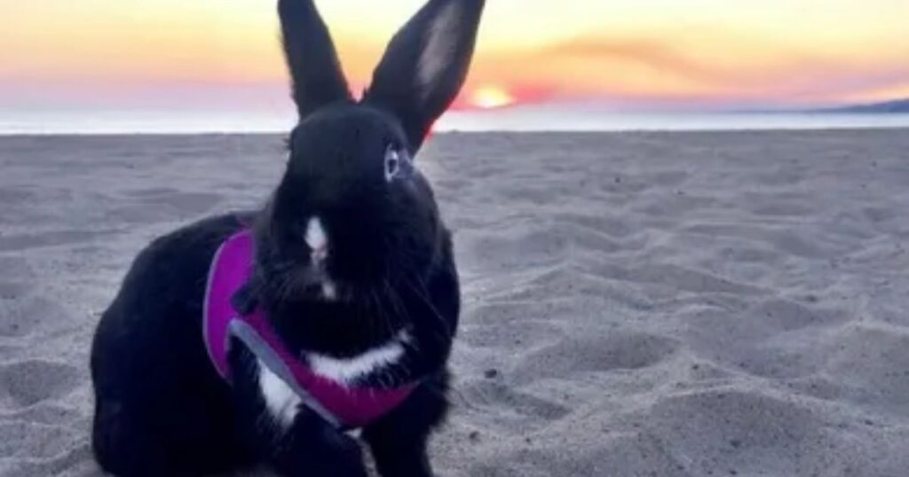 Bunny Captions